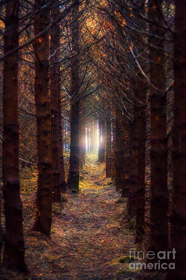 Autumnal Woodland Path, Misty Morning in Scottish Forest Photograph by Kype Hills