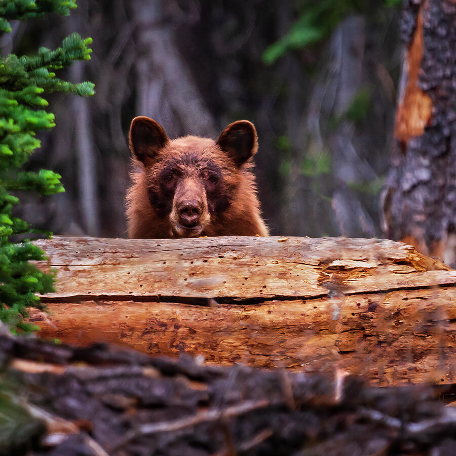 Peek-a-Boo Boo - Black Bear in Lassen Volcanic NP Photograph by Mike Lee