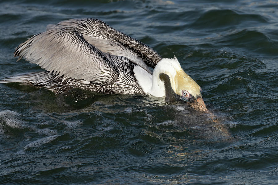Peekaboo Pelican Photograph by RD Allen