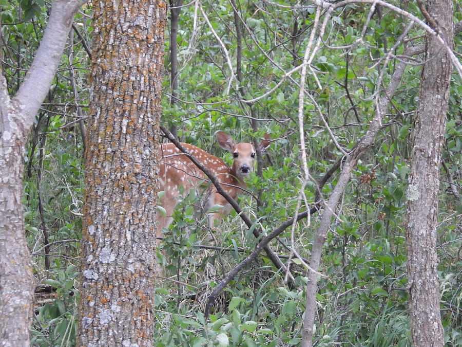 Peeking Fawn Photograph by Amanda R Wright