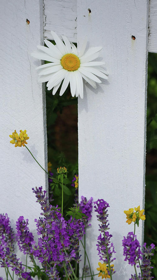 Peeking Garden Daisy Photograph by D Lee