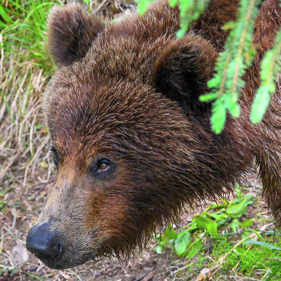 Peeking Out Photograph by Harry Banks