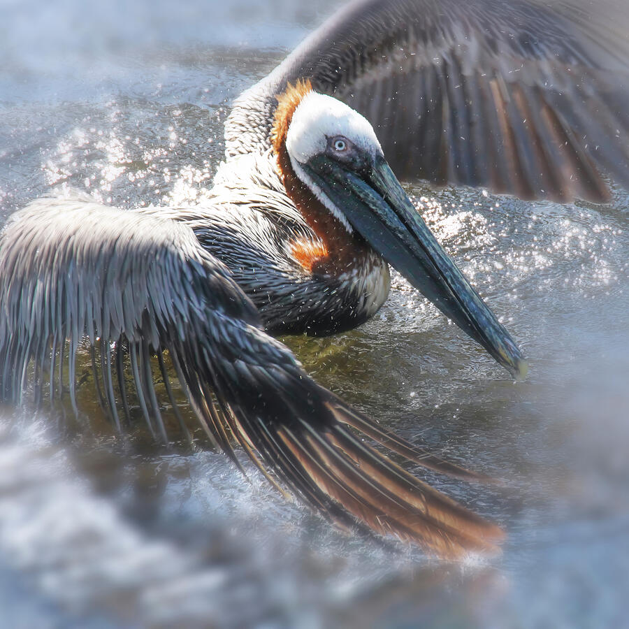 Pelican Spreads Its Wings Photograph - Pelican 74D by Sally Fuller