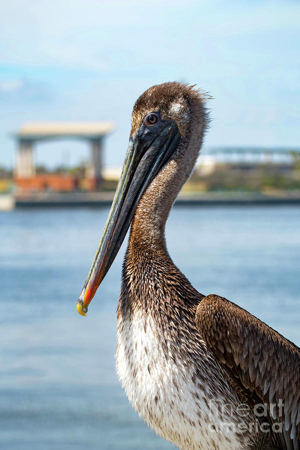 Pelican in Downtown Pensacola, Florida Photograph by Beachtown Views