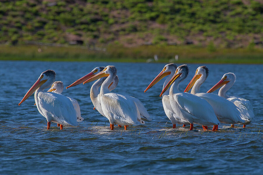 White Pelicans in Warm Light Photograph by Mike Lee