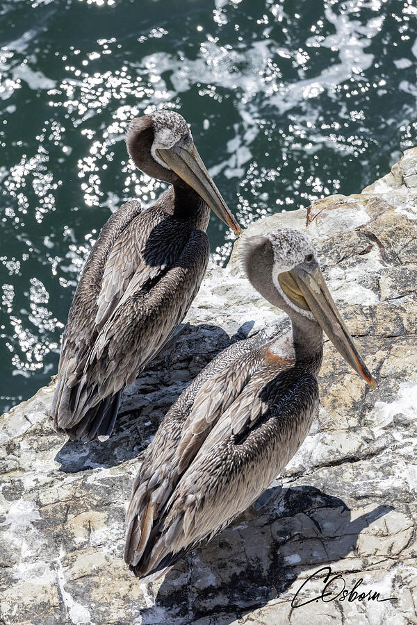 Pelicans Contemplating Photograph by Charlie Osborn