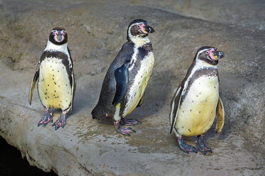 Three Penguins on Rocky Surface Photograph - Penguins on Parade by Dave King