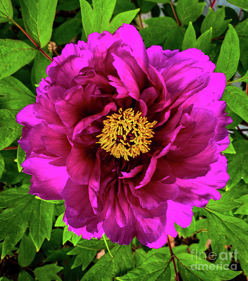 Peony Photograph by William Norton