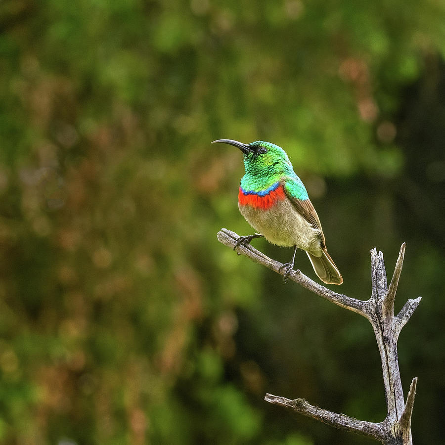 Perched and Pretty Photograph by Maryanne Keeling