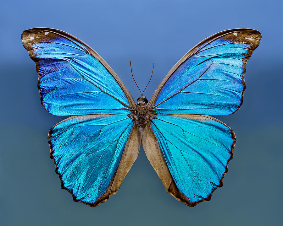 Perfect - Blue Morpho Photograph by KJ Swan