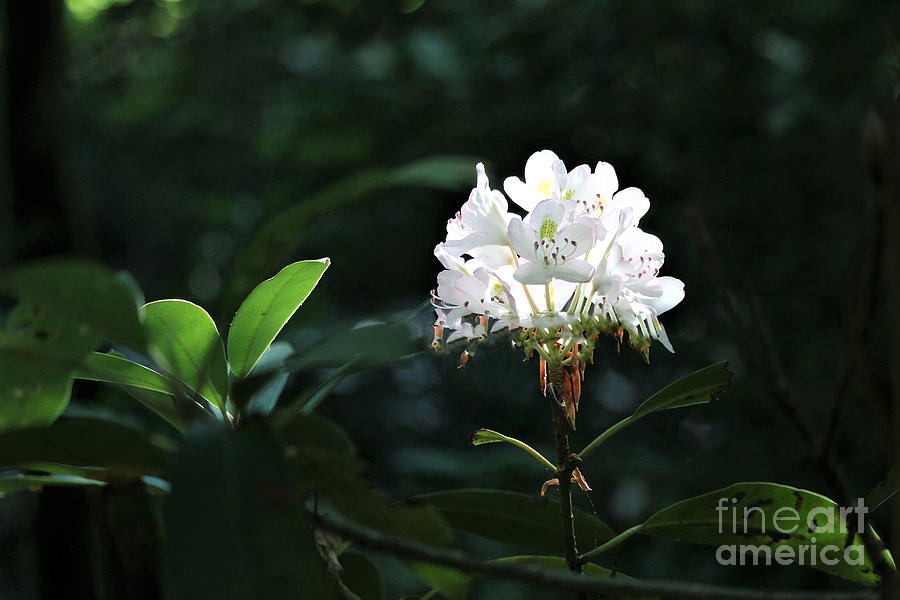 Perfect light Photograph by Theresa D Williams Smoky Mountains