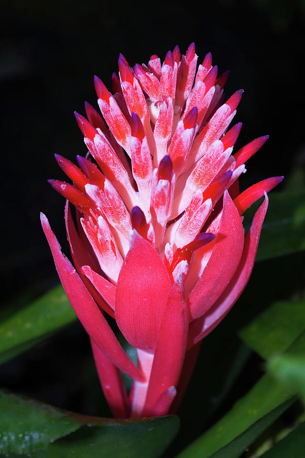 Perfect Pink Flower Photograph by Diane Moller