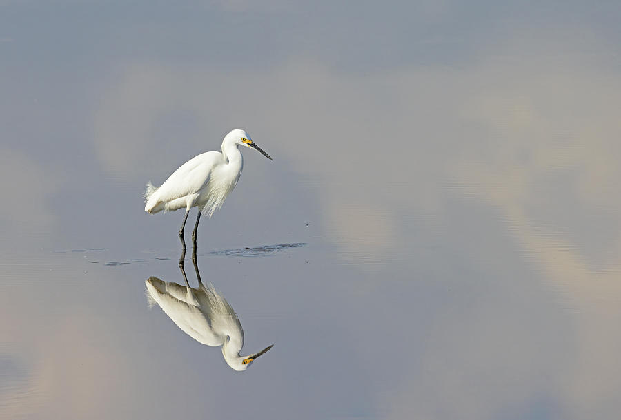 Perfect Reflection Photograph by Gina Fitzhugh