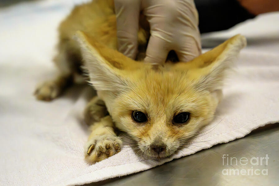Physical Examination Of A Fennec Fox Ar1 by Ilan Rosen - Royalty Free ...