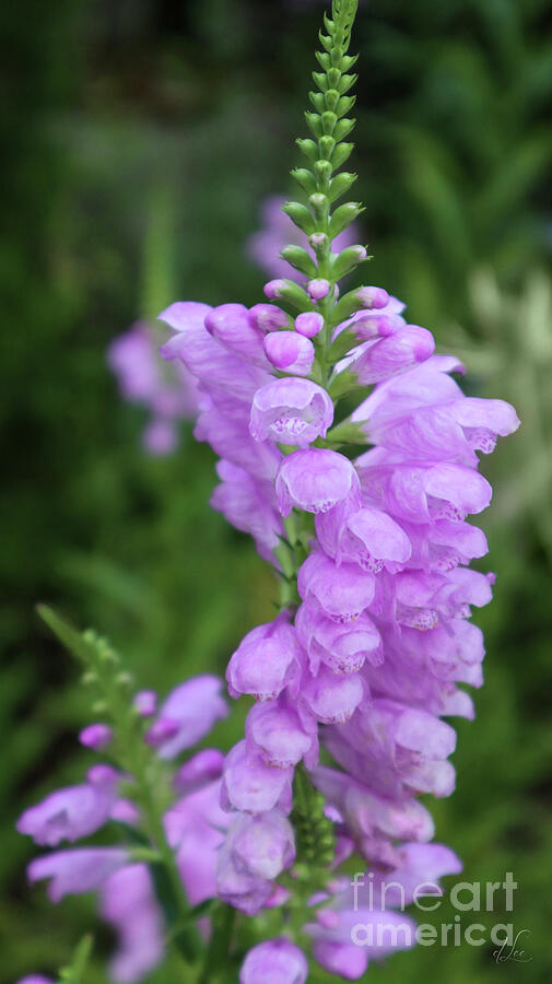 Physostegia Virginiana Photograph by D Lee