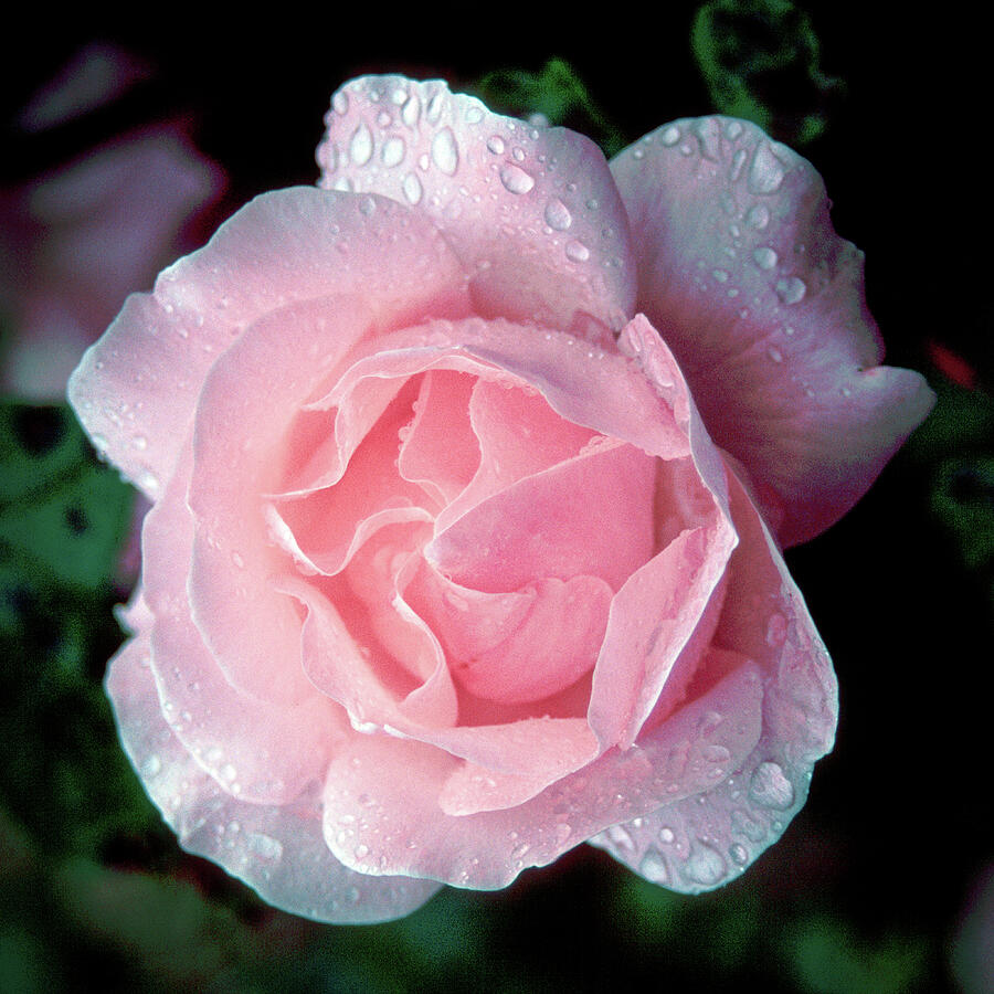 Close-Up of a Dewy Pink Rose Photograph - Pimk Rose by Seeables Visual Arts