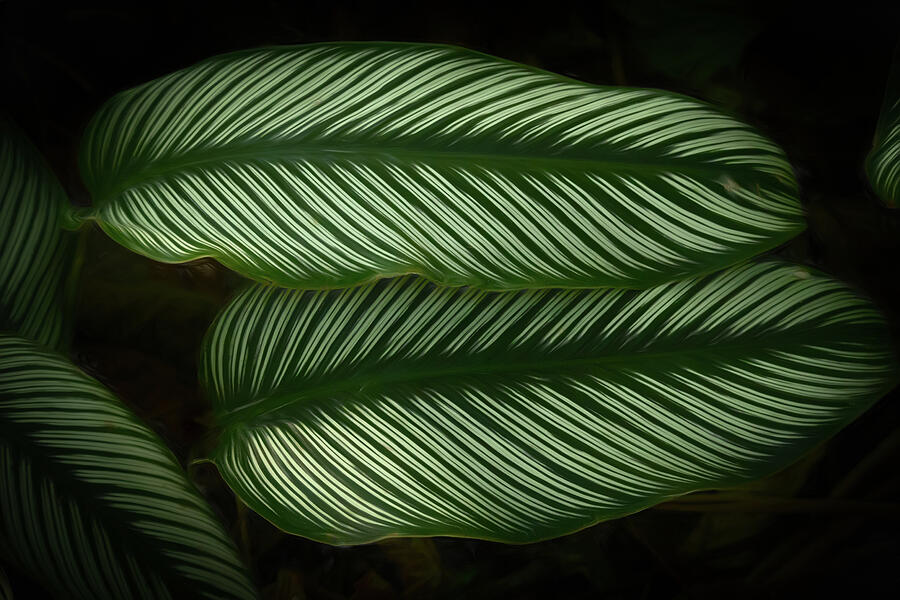 Pin Striped Photograph by Dodie Ross