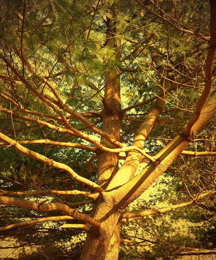 Sunlight Through Pine Branches Photograph - Under the Pine 1 by Onedayoneimage Photography
