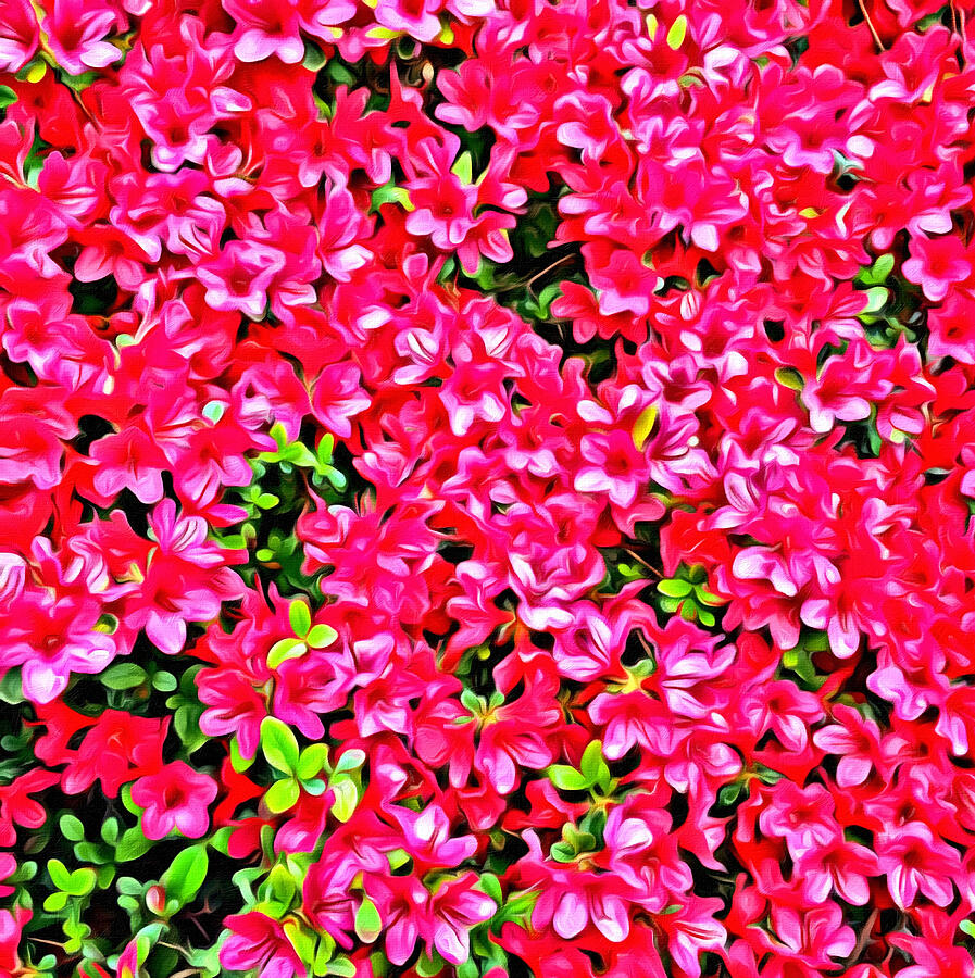 Pink Azaleas Photograph by Onedayoneimage Photography