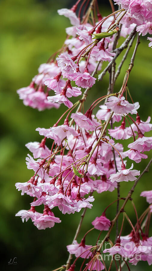 Pink Cherry Blossoms Photograph by D Lee