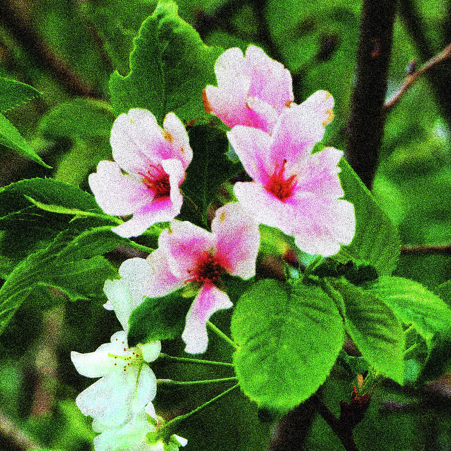 Pink Cherry Blossoms Photograph by Rod Whyte