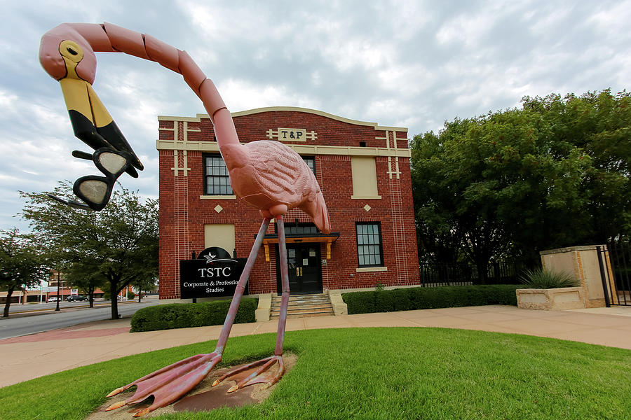 Pink Flamingo at the T and P Photograph by Steve Templeton