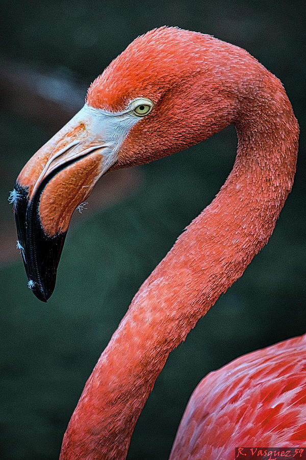 Pink Flamingo Photograph by Rene Vasquez