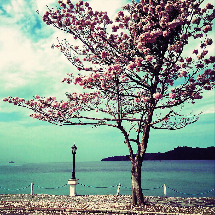 Blooming Tree by the Sea Photograph - Pink Guayacan 1 by Onedayoneimage Photography