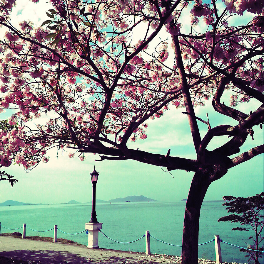 Blossoming Tree by the Seaside Photograph - Pink Guayacan 2 by Onedayoneimage Photography