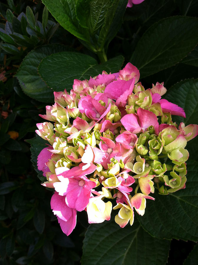 Pink Hydrangea Painting by Juliette Becker