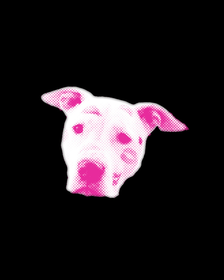 Pink Pitbull Head Digital Art by Flippin Sweet Gear