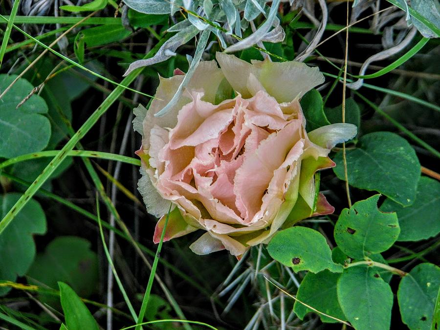 Pink Prickly Pear Photograph by Amanda R Wright