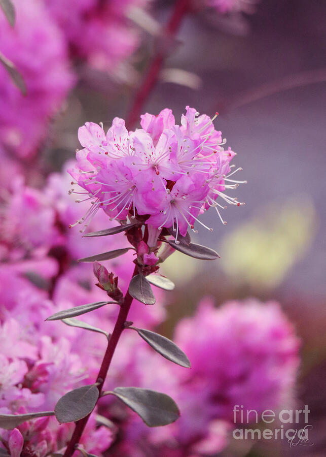 Pink Rhododendron Photograph by D Lee