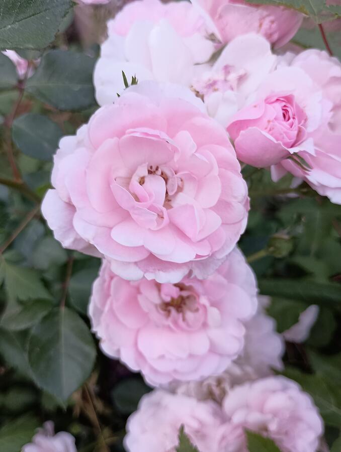 Pink Roses 3 Photograph by Amanda R Wright