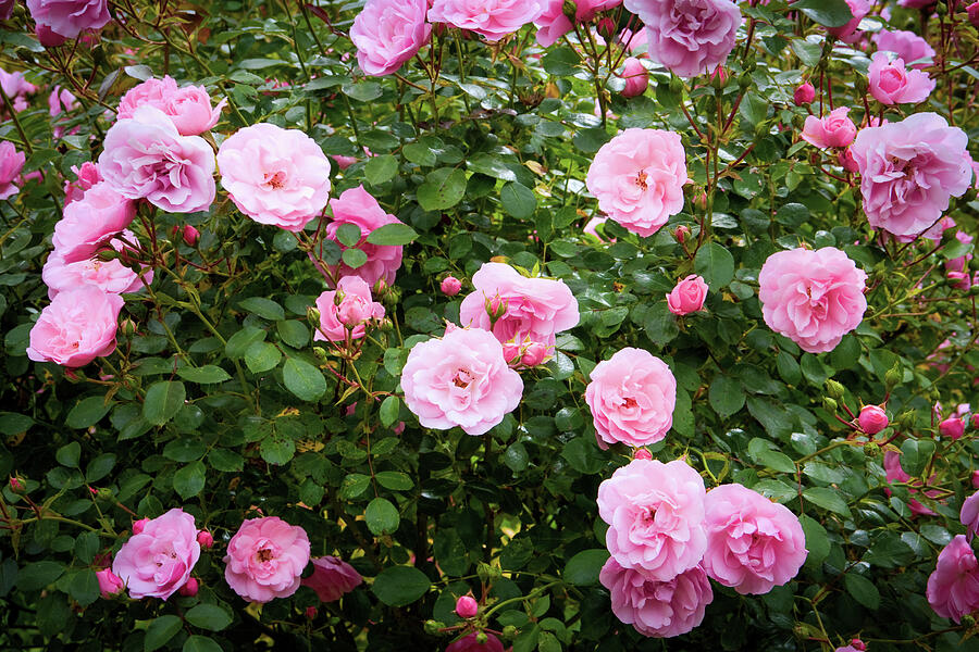 Blooming Pink Roses Photograph - Pink roses by Seeables Visual Arts