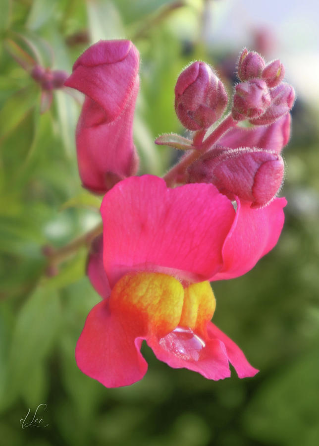 Pink Snapdragon Photograph by D Lee