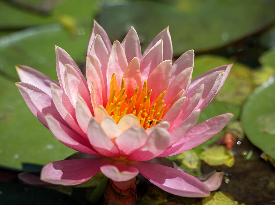 Blooming Water Lily in Sunlight Photograph - Pink Water Lily at the National Butterfly Center by Debra Martz