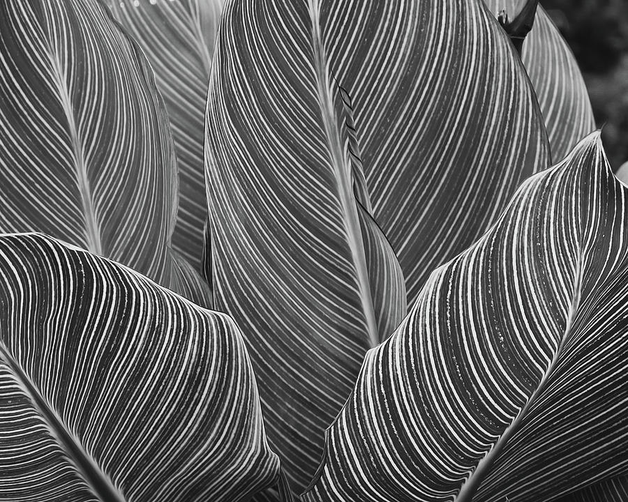Pinstripes Photograph by Web Browning