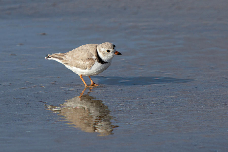Piping plover Photograph by NorthEast Creativity