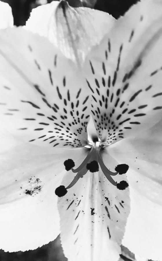 Perfect Pistil Stripped Photograph by Jeffrey Bailey