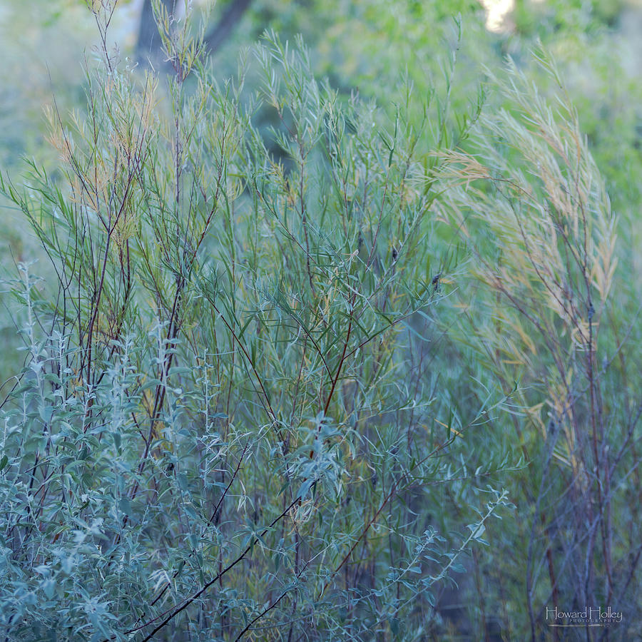 Subtle Hues of the Bosque Photograph by Howard Holley