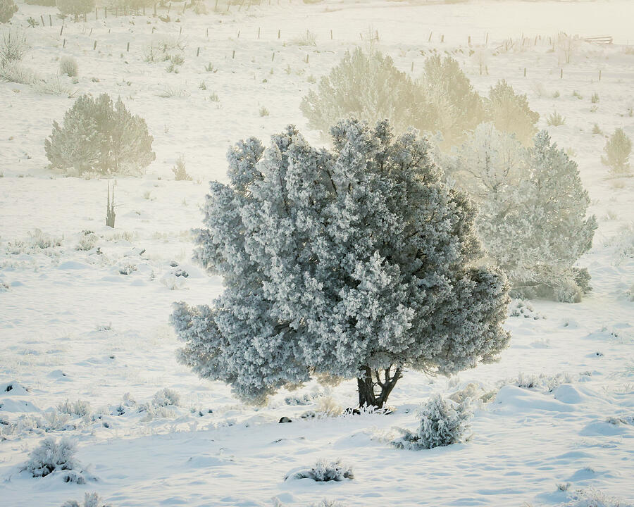 Pogonip in Juniper Photograph by Mike Lee