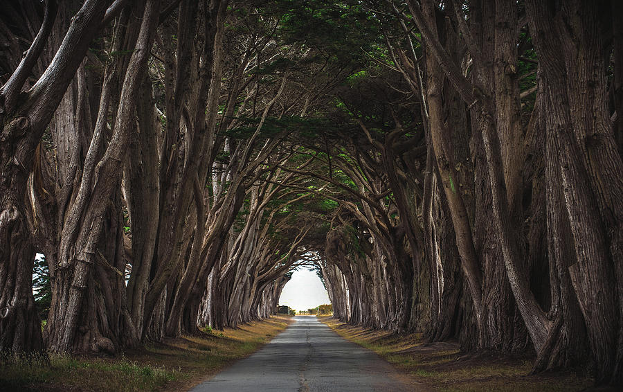 Point Reyes Tree Tunnel Light, California Photograph by Abbie Warnock