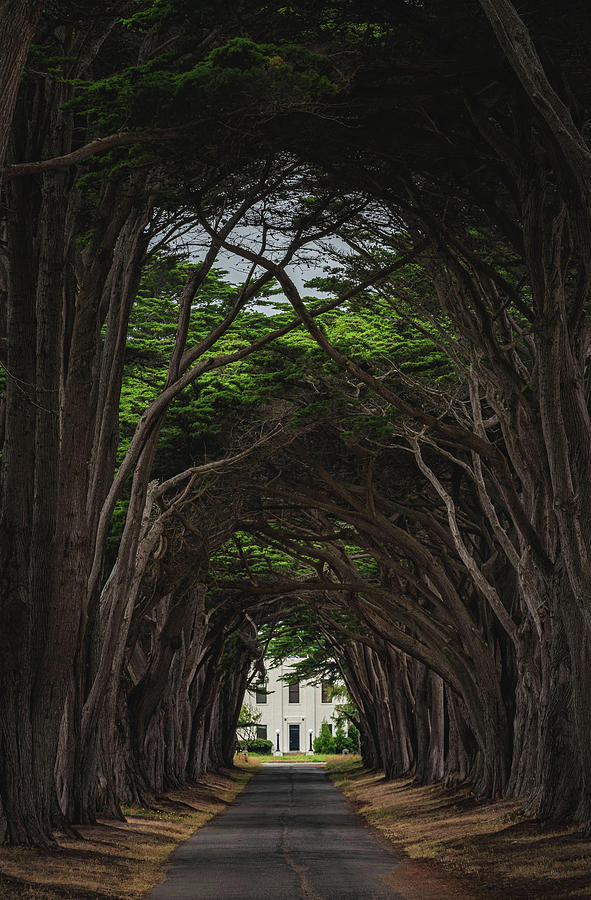 Point Reyes Tree Tunnel to Building Closeup, California - Vertical Photograph by Abbie Warnock