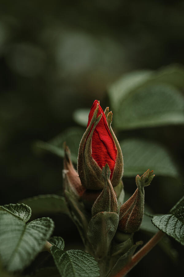 Poised to bloom Photograph by Nova Rae
