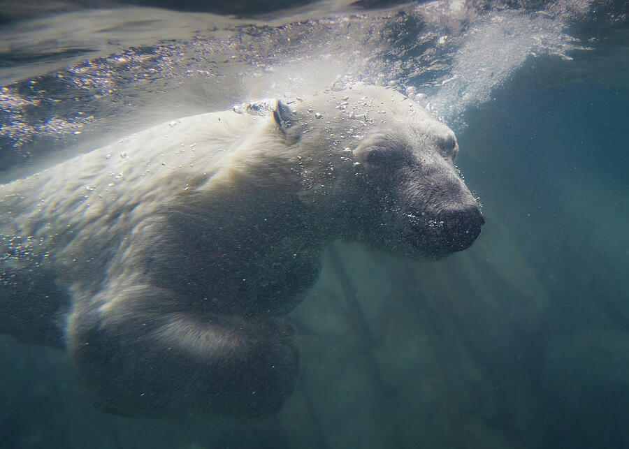Polar Bear Swimming Underwater Photograph - Polar Bear 02 by Dave King