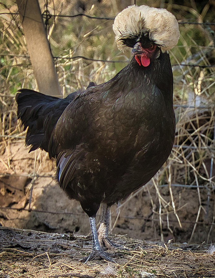 Polish Chicken Photograph by Rene Vasquez