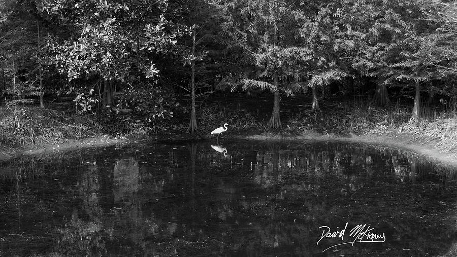 Pond Photograph by David McKinney
