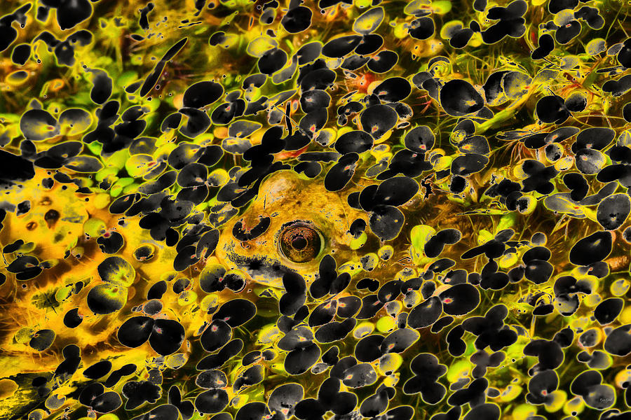 Pond With A Frog Photograph by Bruce Block