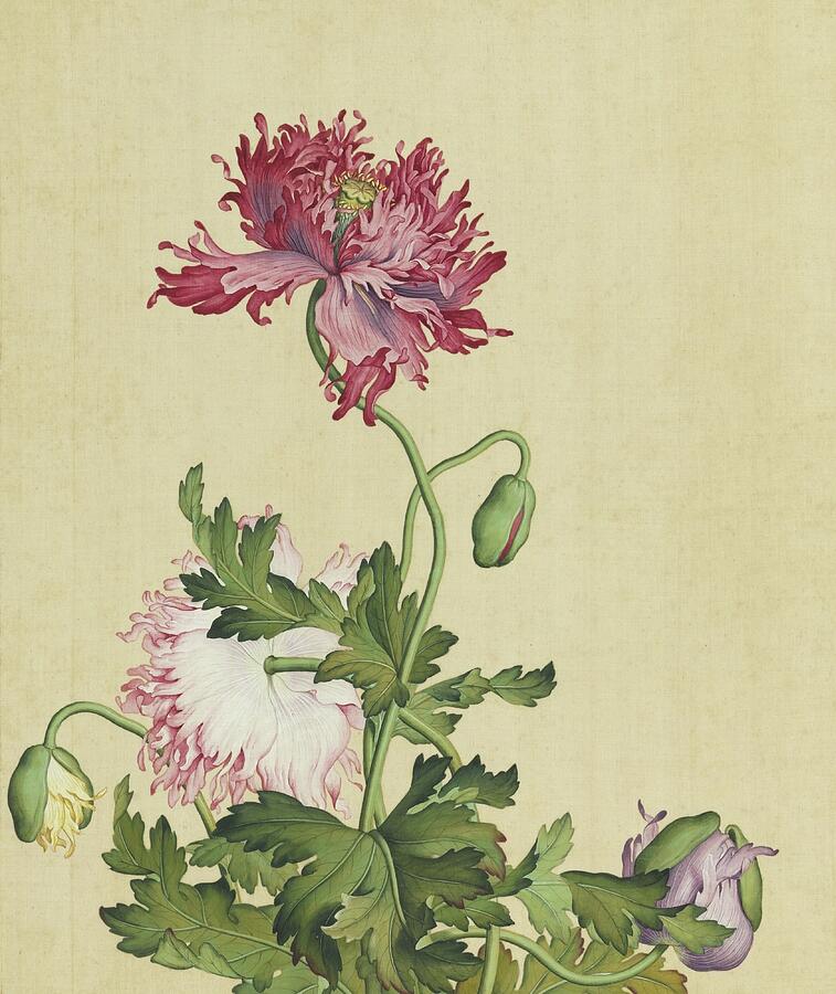 Poppies and Buds in Bloom Painting - Poppies, flowers and buds - Chinese flower paintings by Giuseppe Castiglione by Giuseppe Castiglione Lang Shining